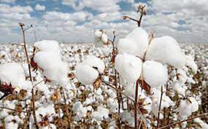 Bahawalpur’s factories purchase 4,275,000 mounds cotton