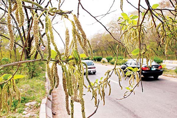 Expert advises islooiites to increase water intake, stay away from green areas ahead of pollen season