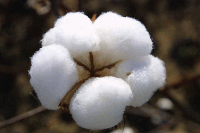 Over 0.4 mln mounds cotton reach Bahawalpur’s markets