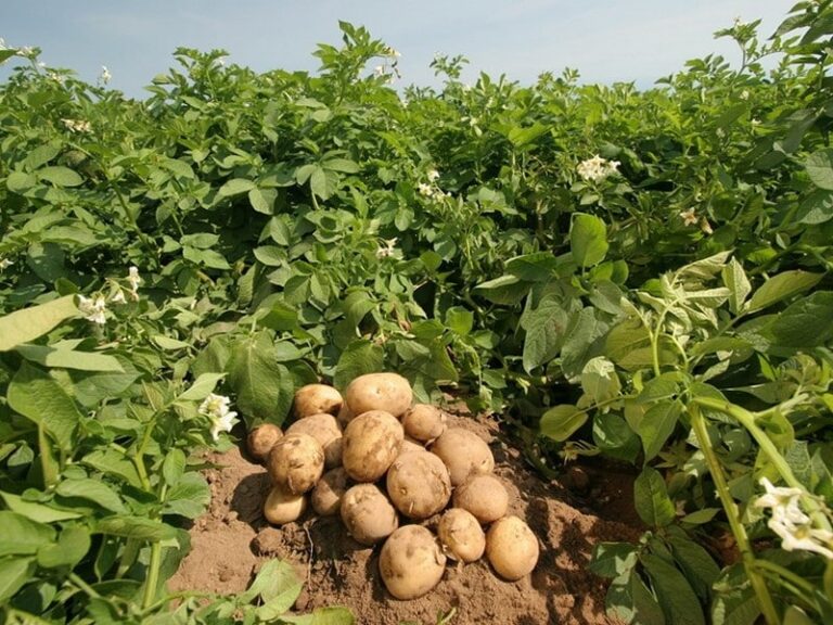 Advisory for potato cultivation