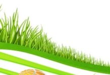 Mango Bagging Technique Gains Momentum as Exports Eye Premium Markets