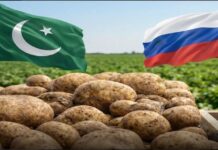 Russia Partially Lifts Ban on Pakistani Potato Imports, Clears 101 Exporters